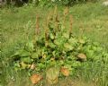 Rumex alpinus